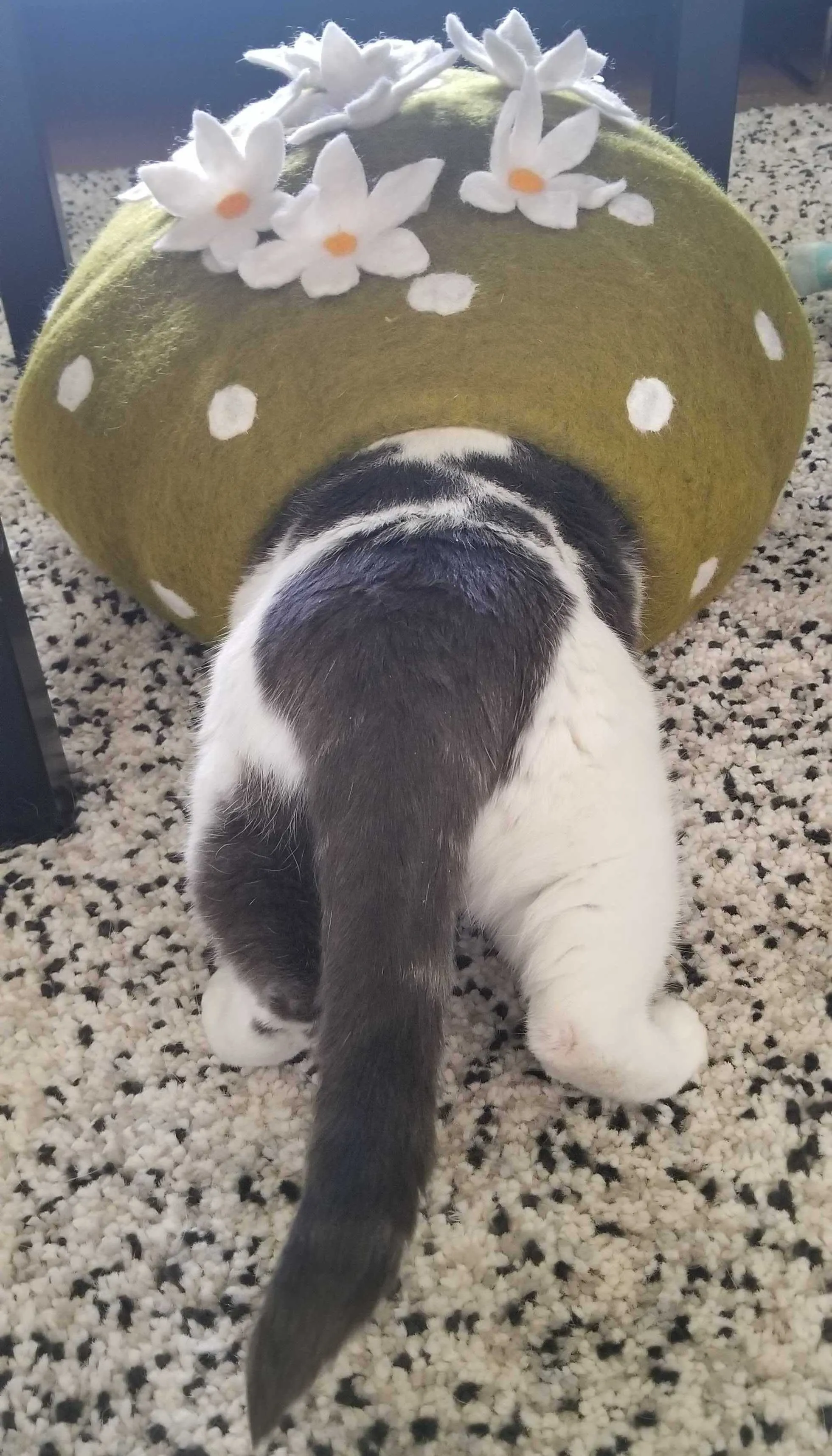 Dharma Dog Karma Cat Cactus Cave