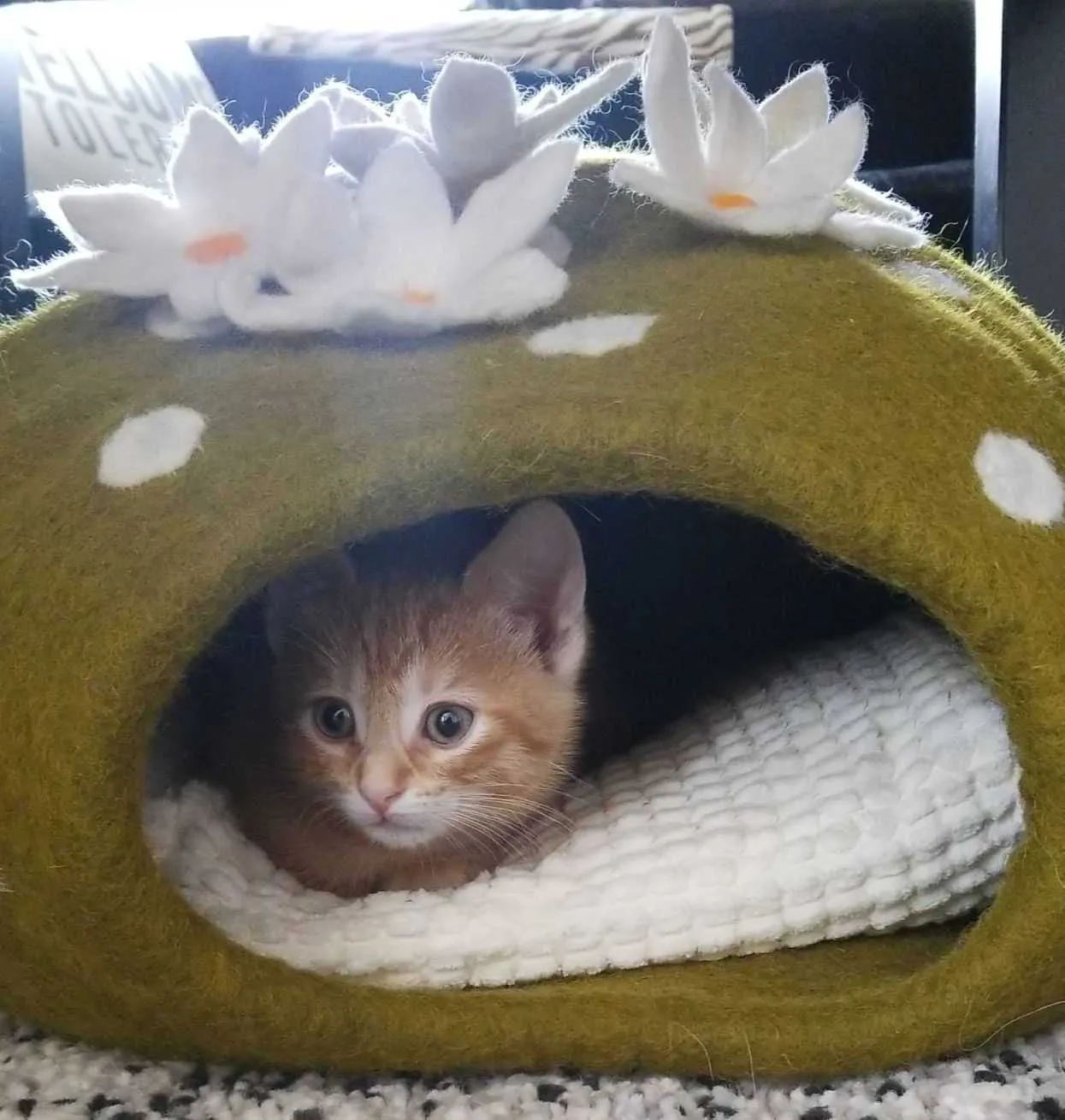 Dharma Dog Karma Cat Cactus Cave