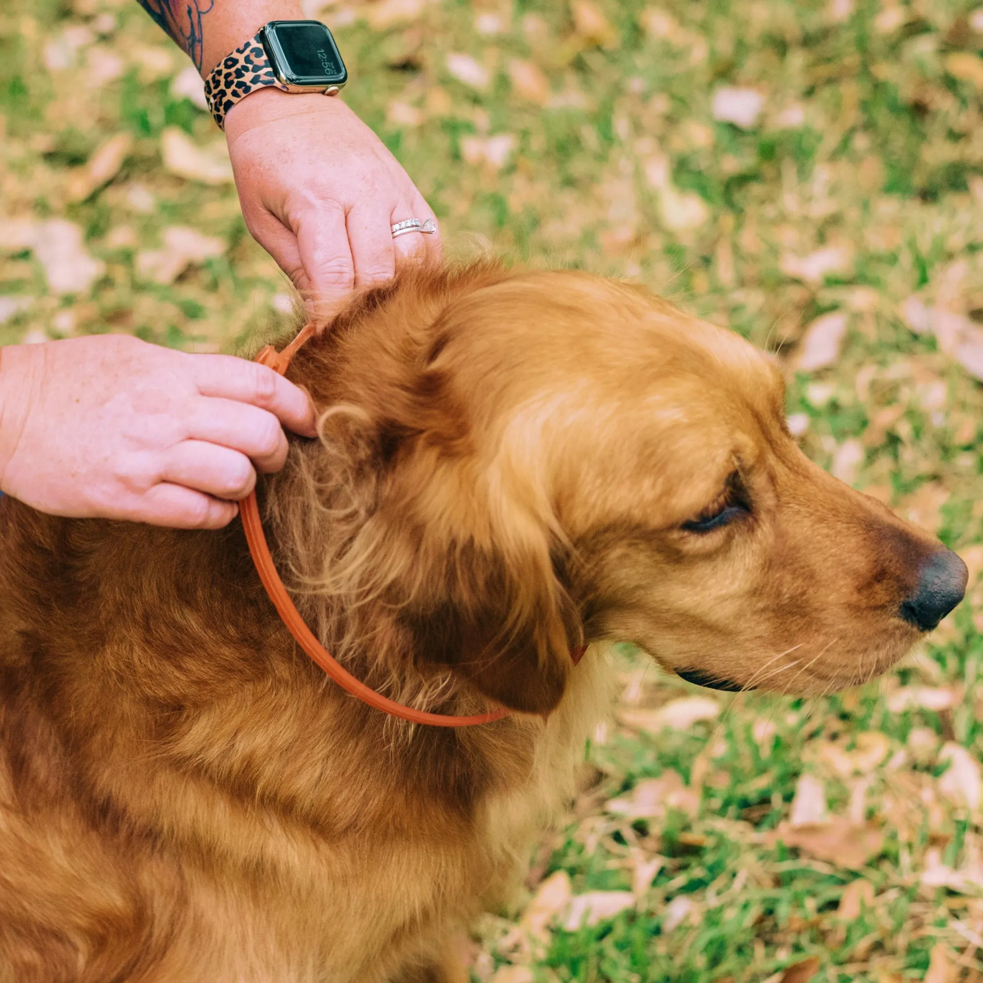 Flea & Tick Collar for Dogs   Cats with Natural Essential Oils