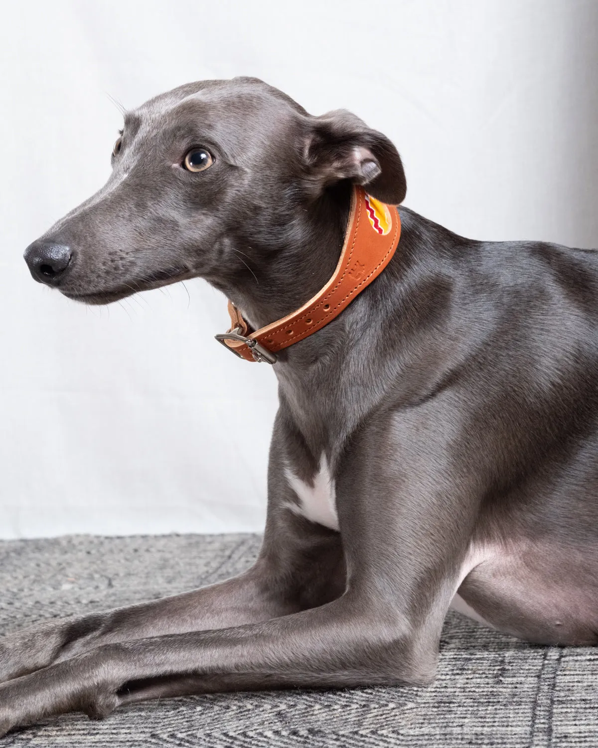 Kente Hound Collar