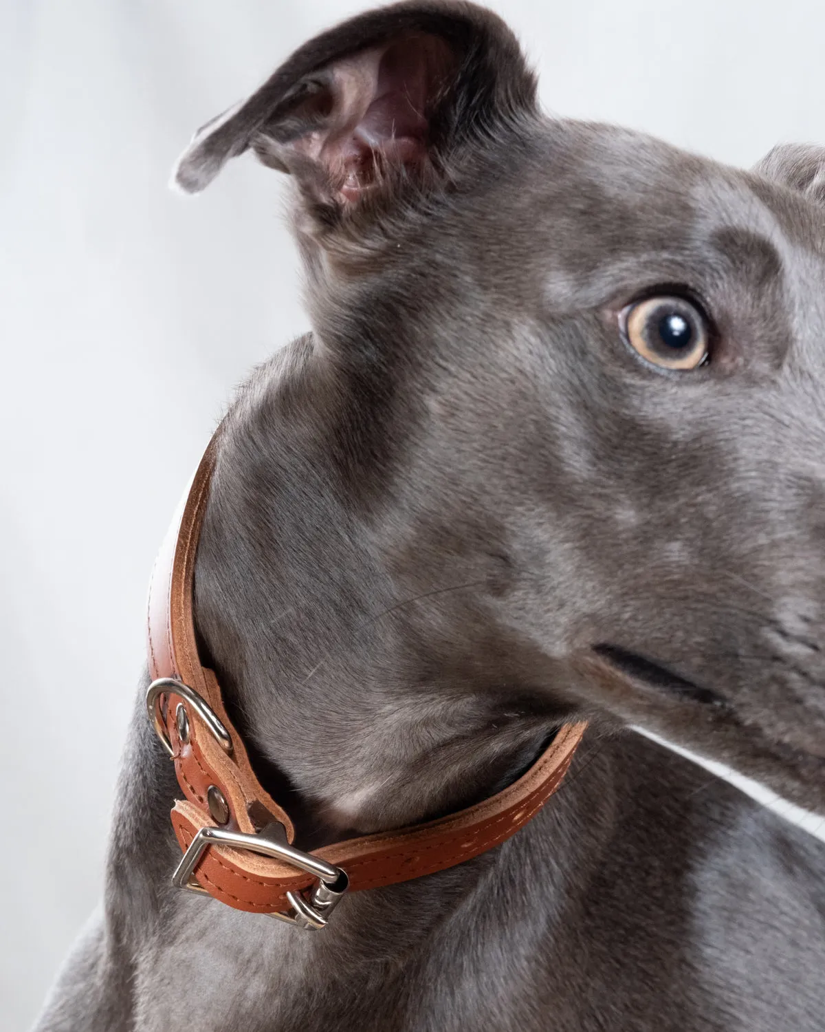 Kente Hound Collar