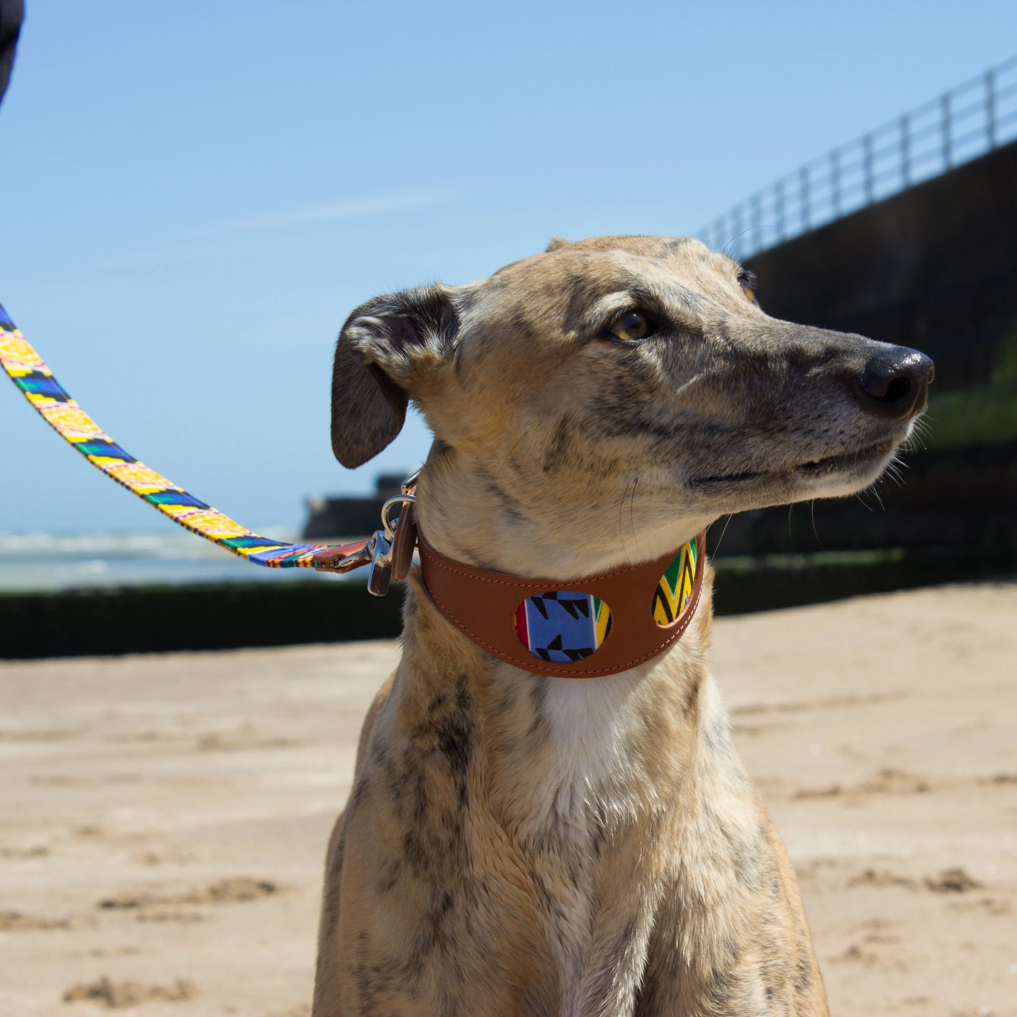 Kente Hound Collar