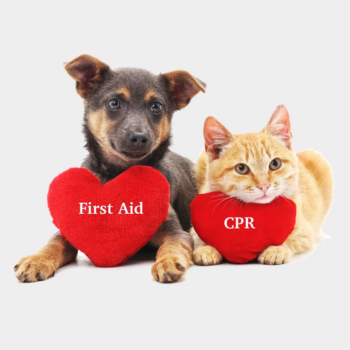 Pet CPR   First Aid Certification