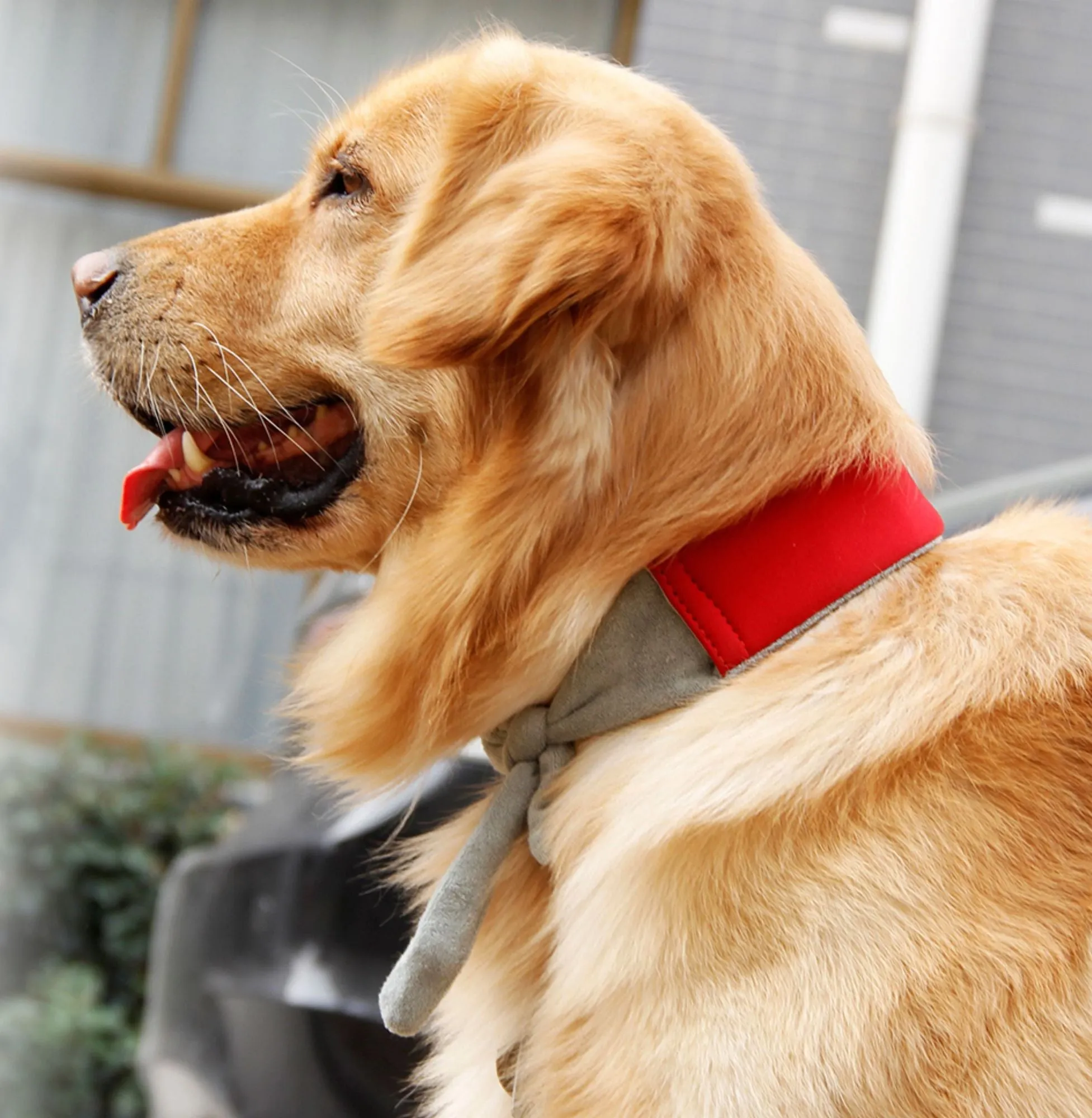 Pet Life - Neo-Breeze Adjustable Cooling Neck Wrap for Dogs