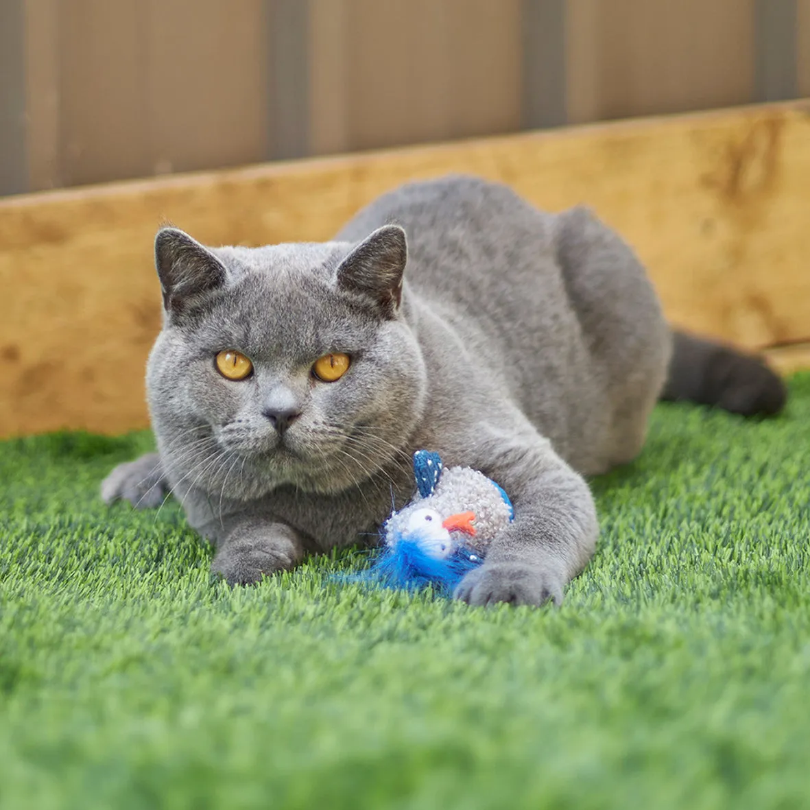 Wobble Duck cat toy